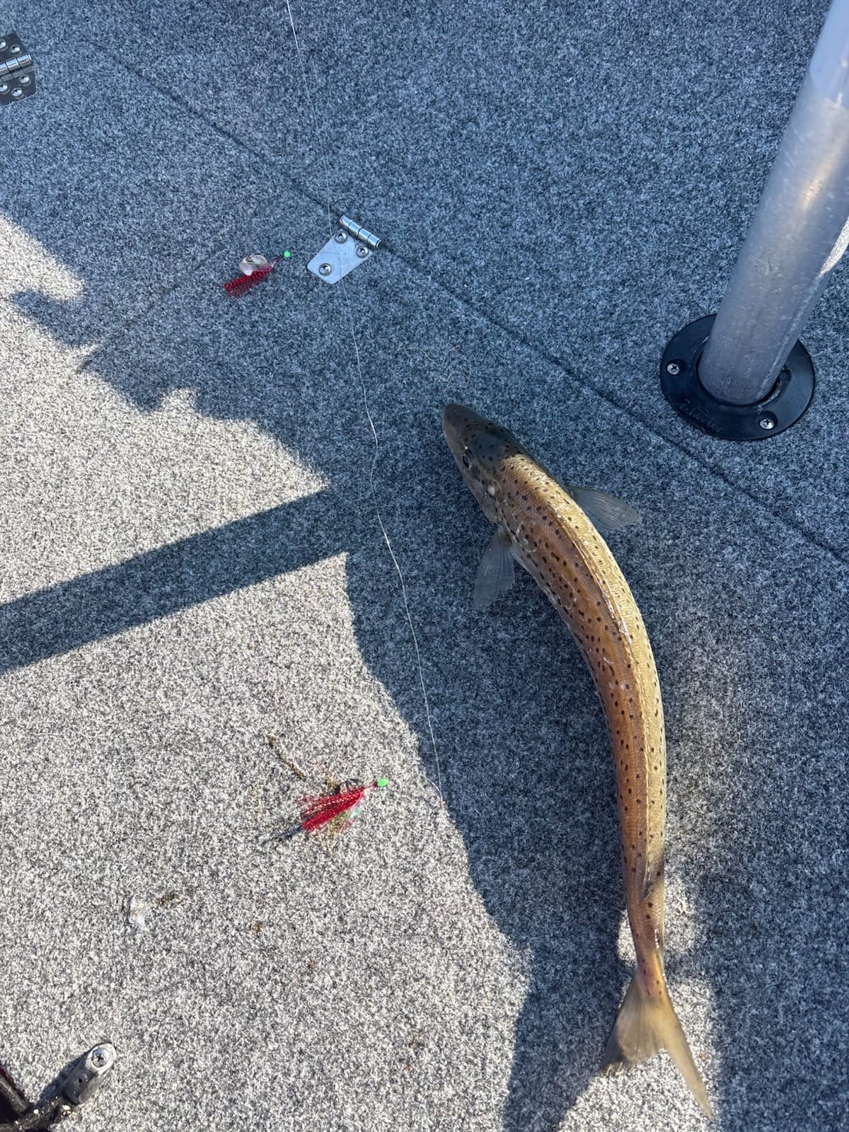 King George Whiting Rigs