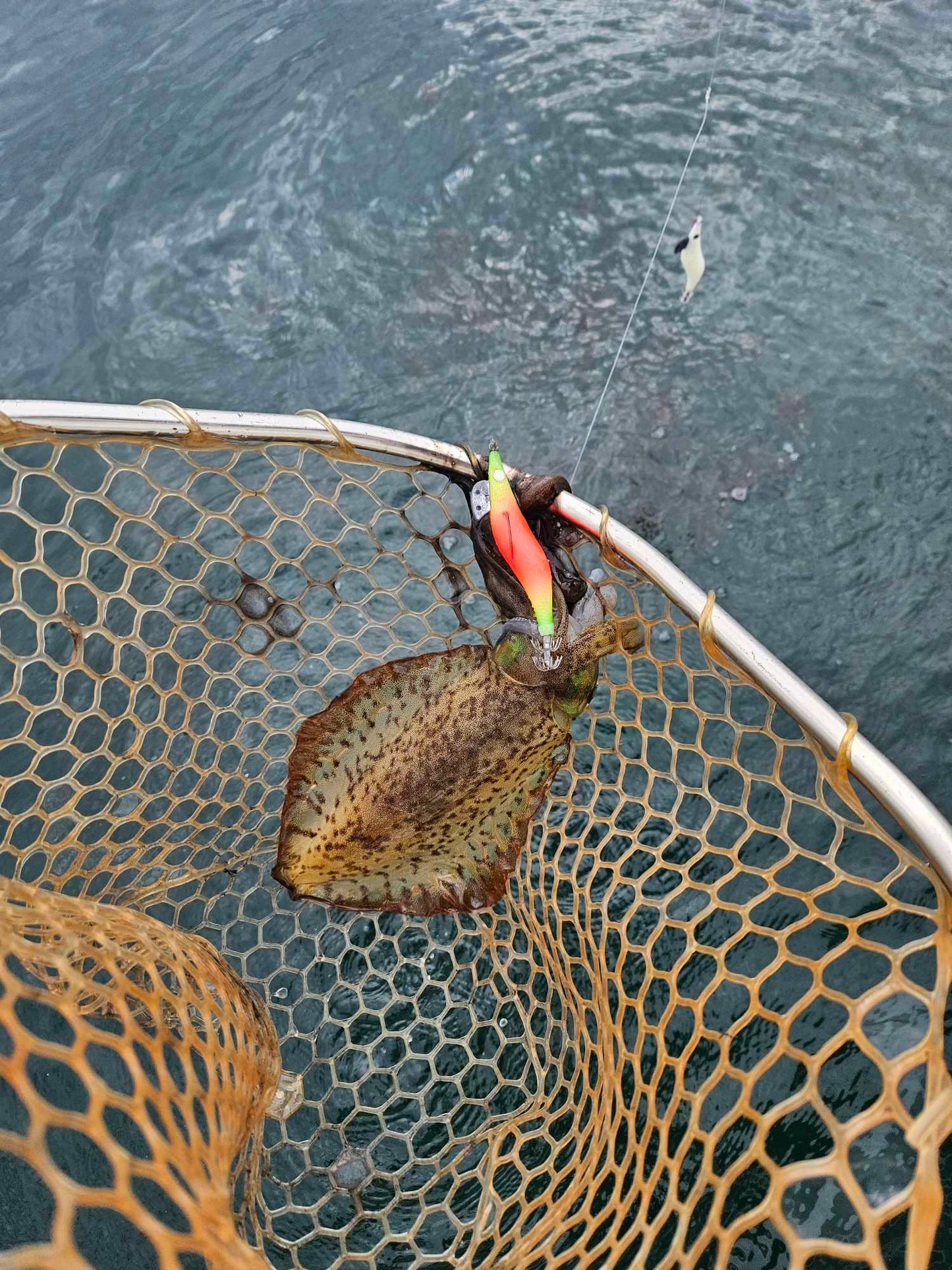 Squid Jigs - size 3.0