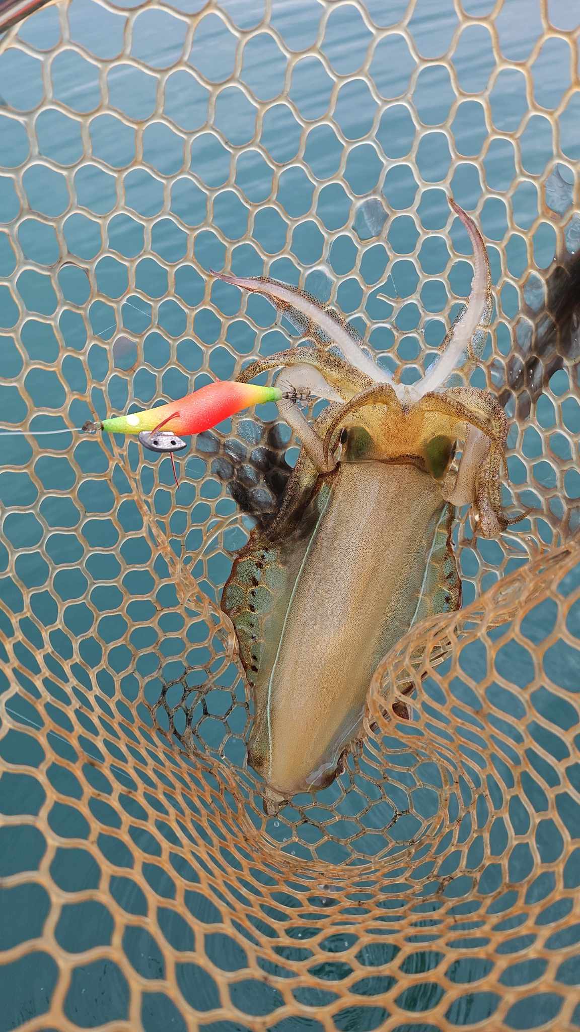Squid Jigs - size 3.0