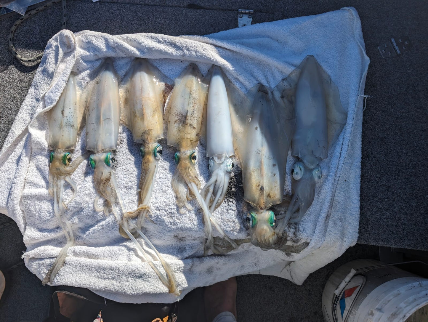 Squid Jigs - size 3.0