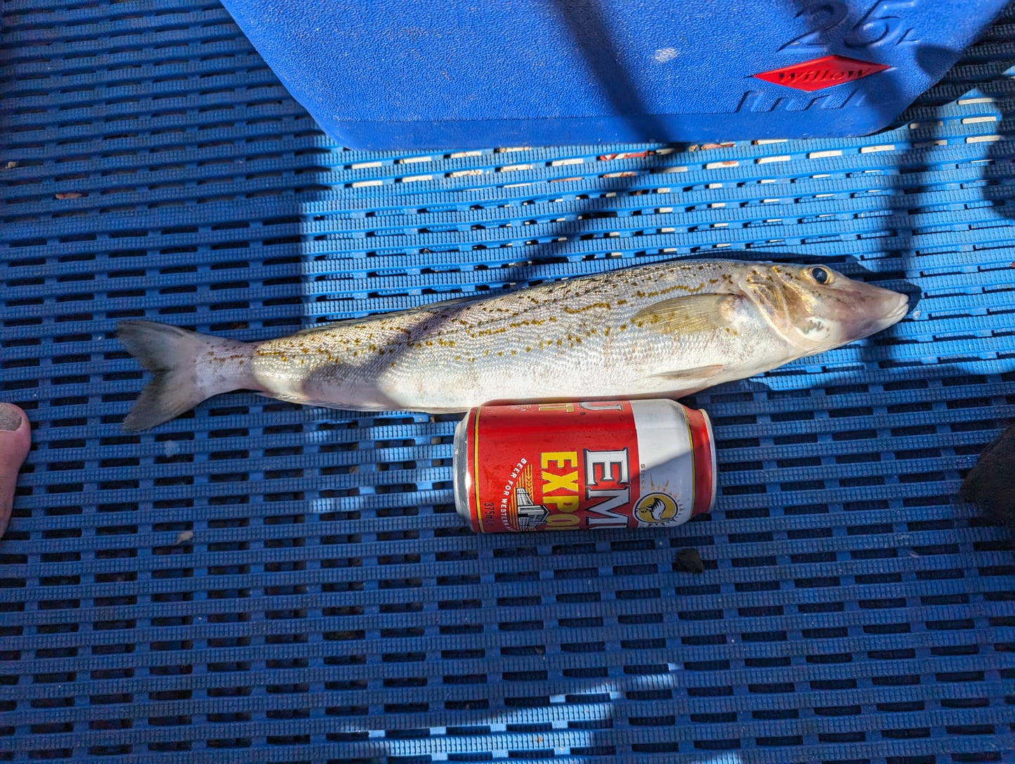 King George Whiting Rigs