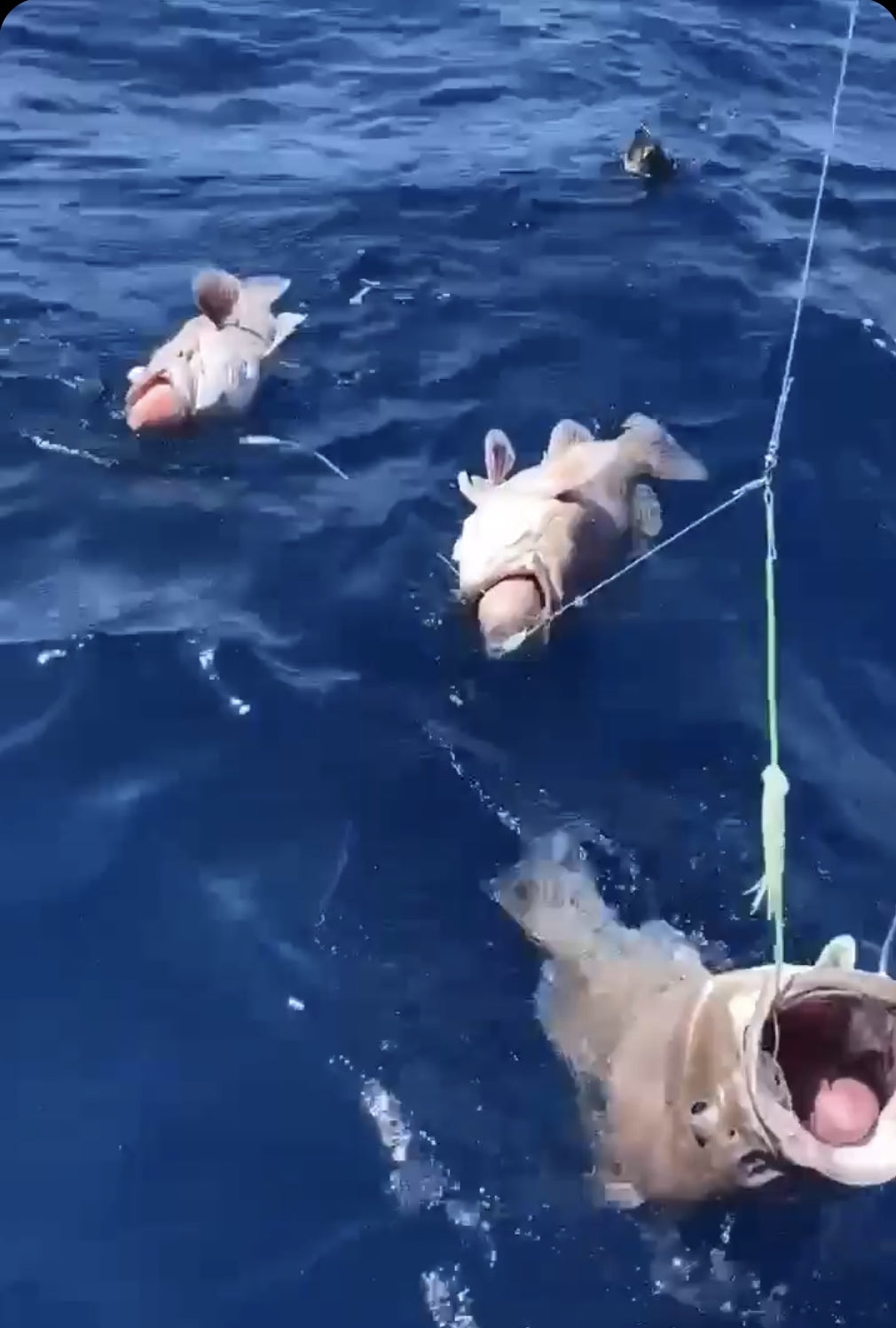 Deep Drop Rigs (16/0, 400lb)