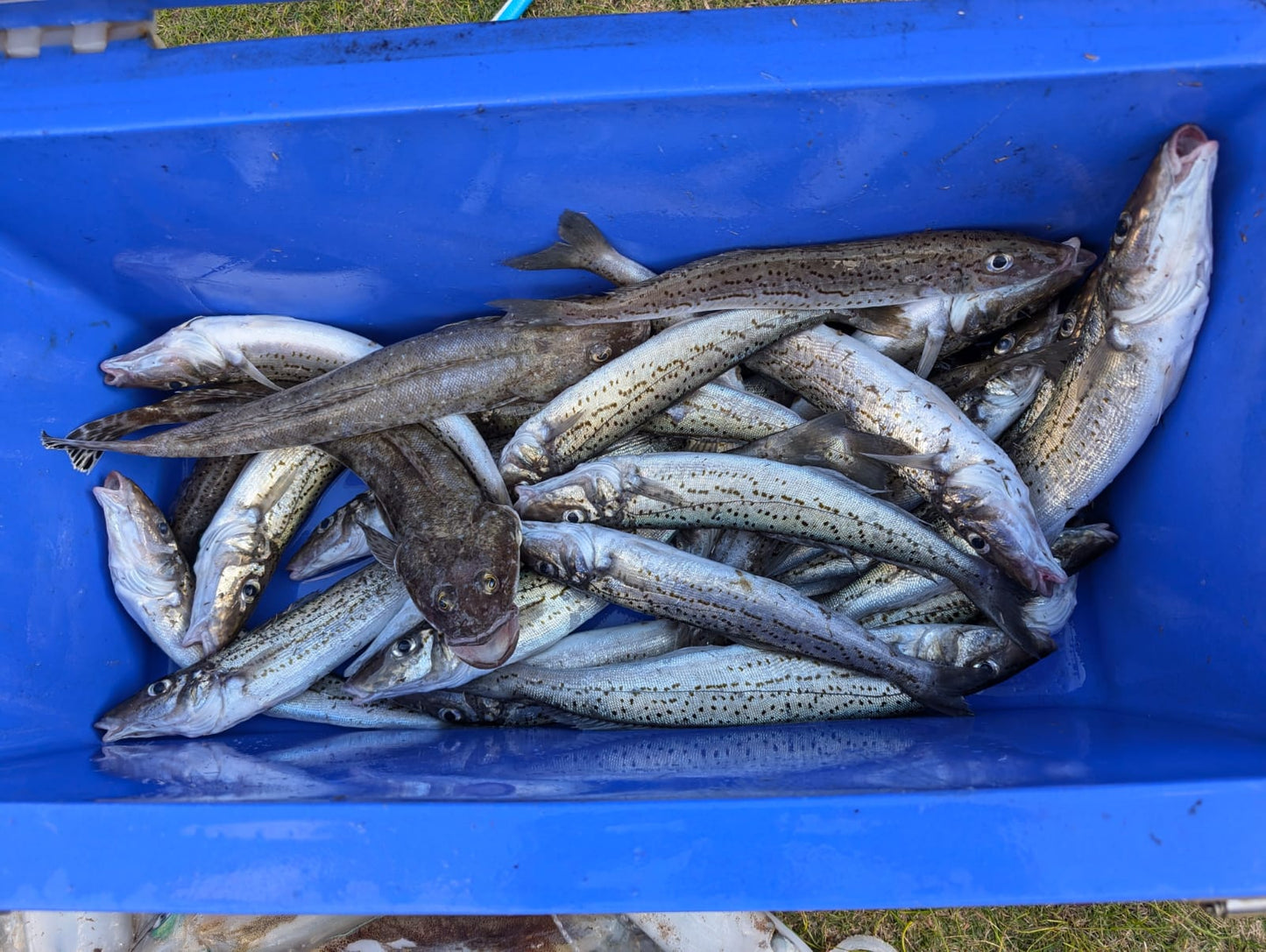 King George Whiting Rigs