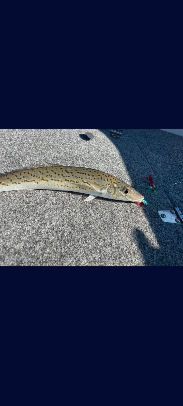 King George Whiting Rigs