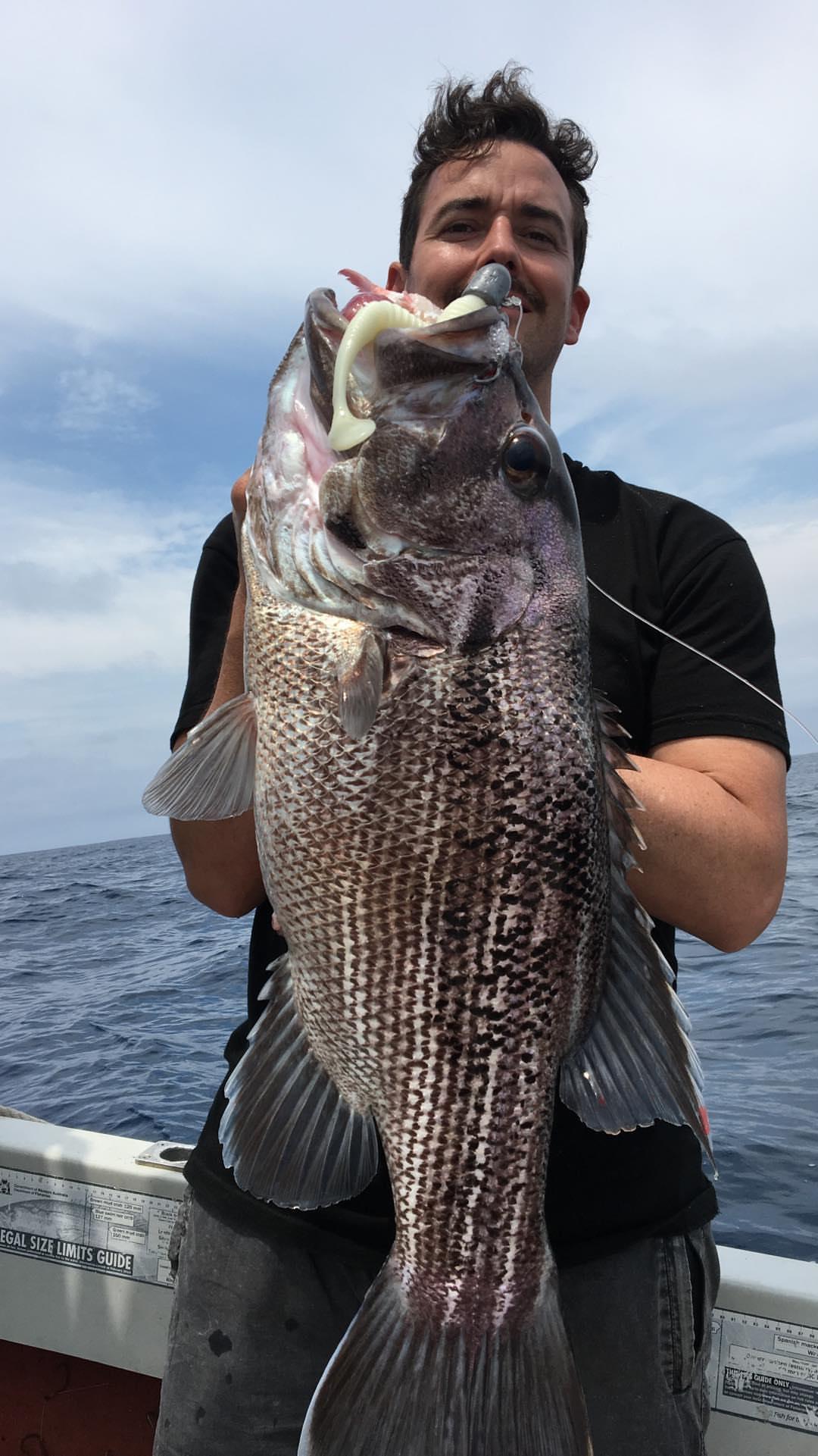 Paddletail (Ribbed) - 22cm, 13cm, 11cm