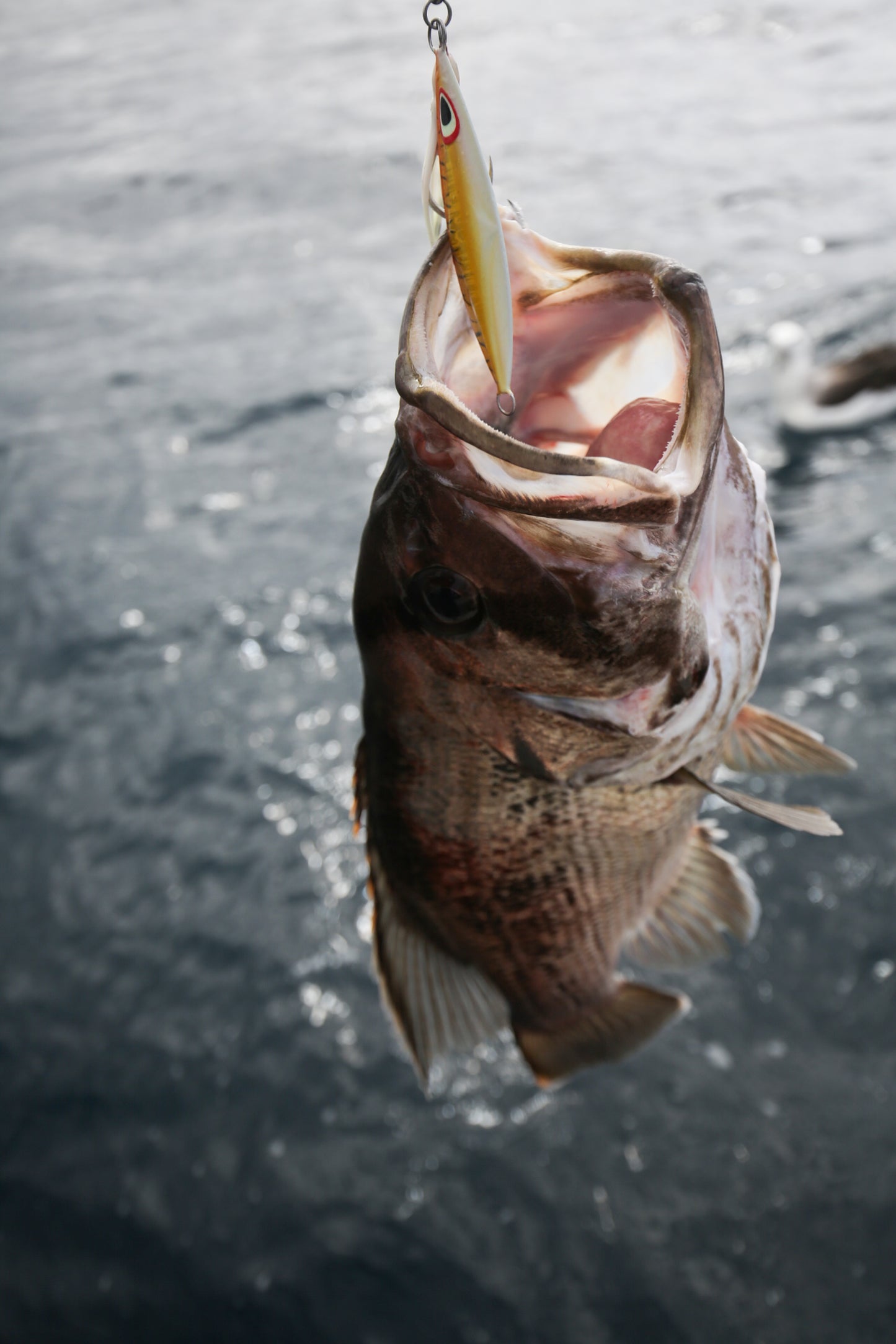 Western Brown (Glow)