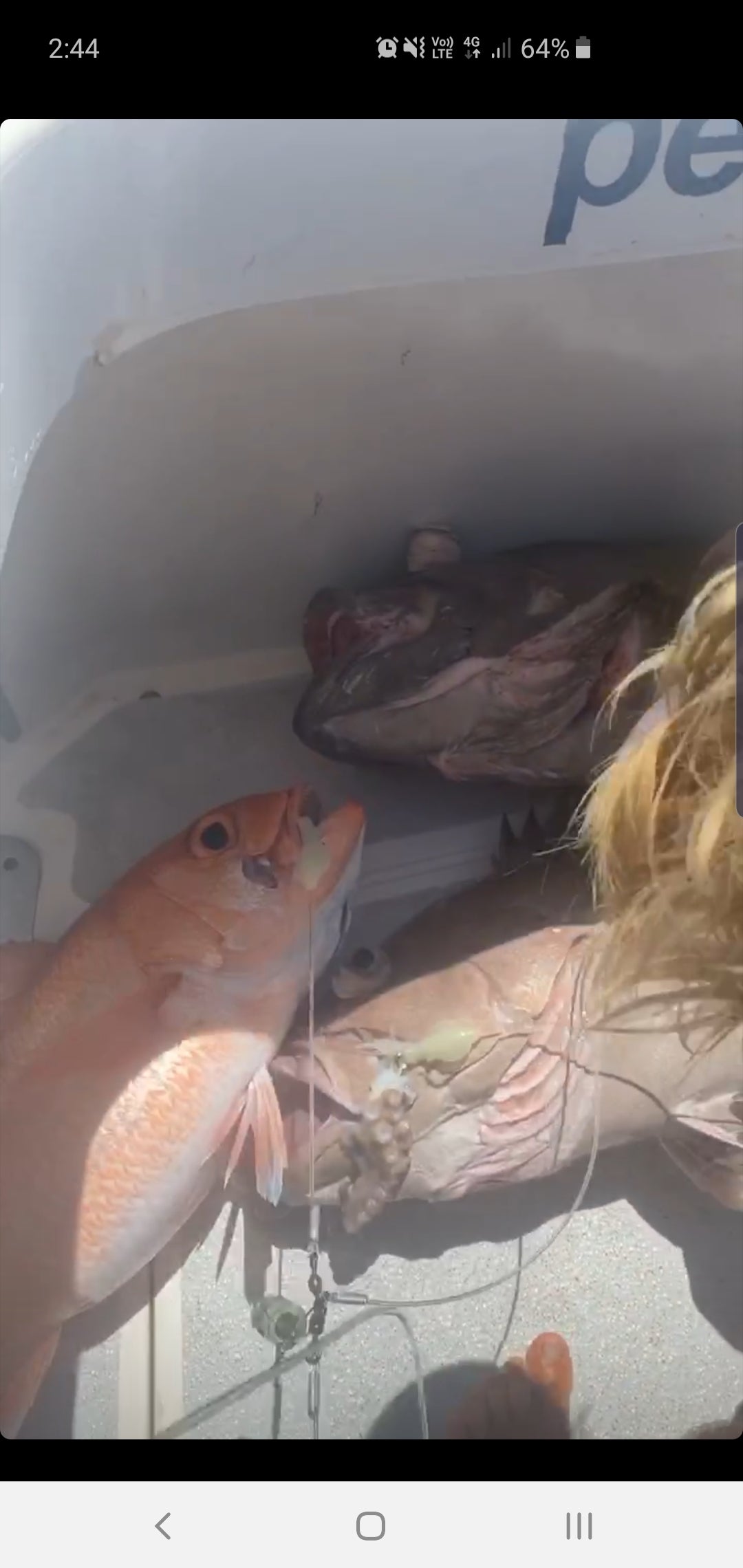 Deep Drop Rigs (16/0, 400lb)