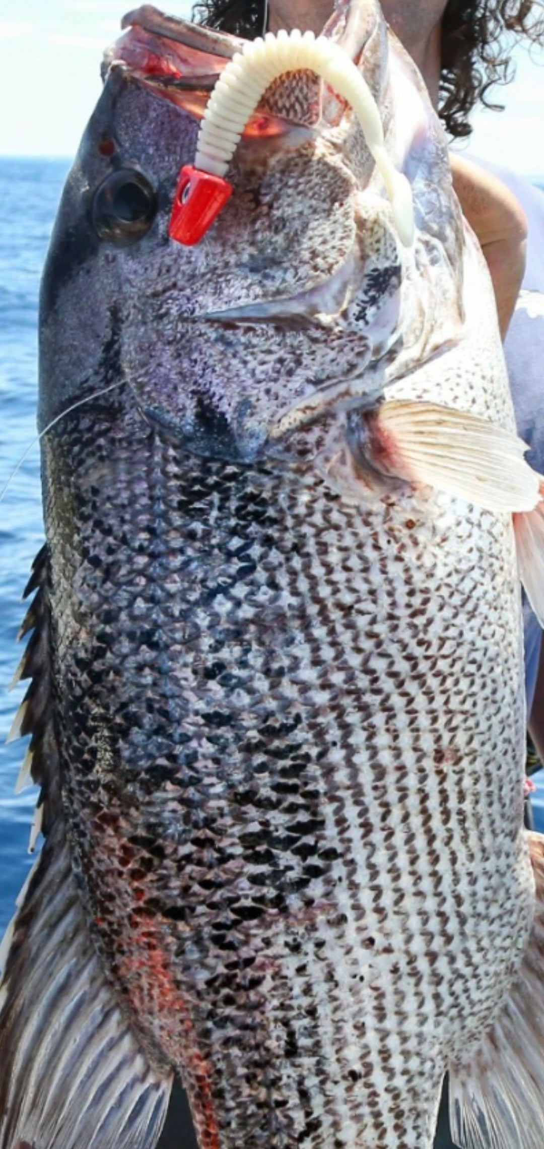 Jig Heads - Fixed Head