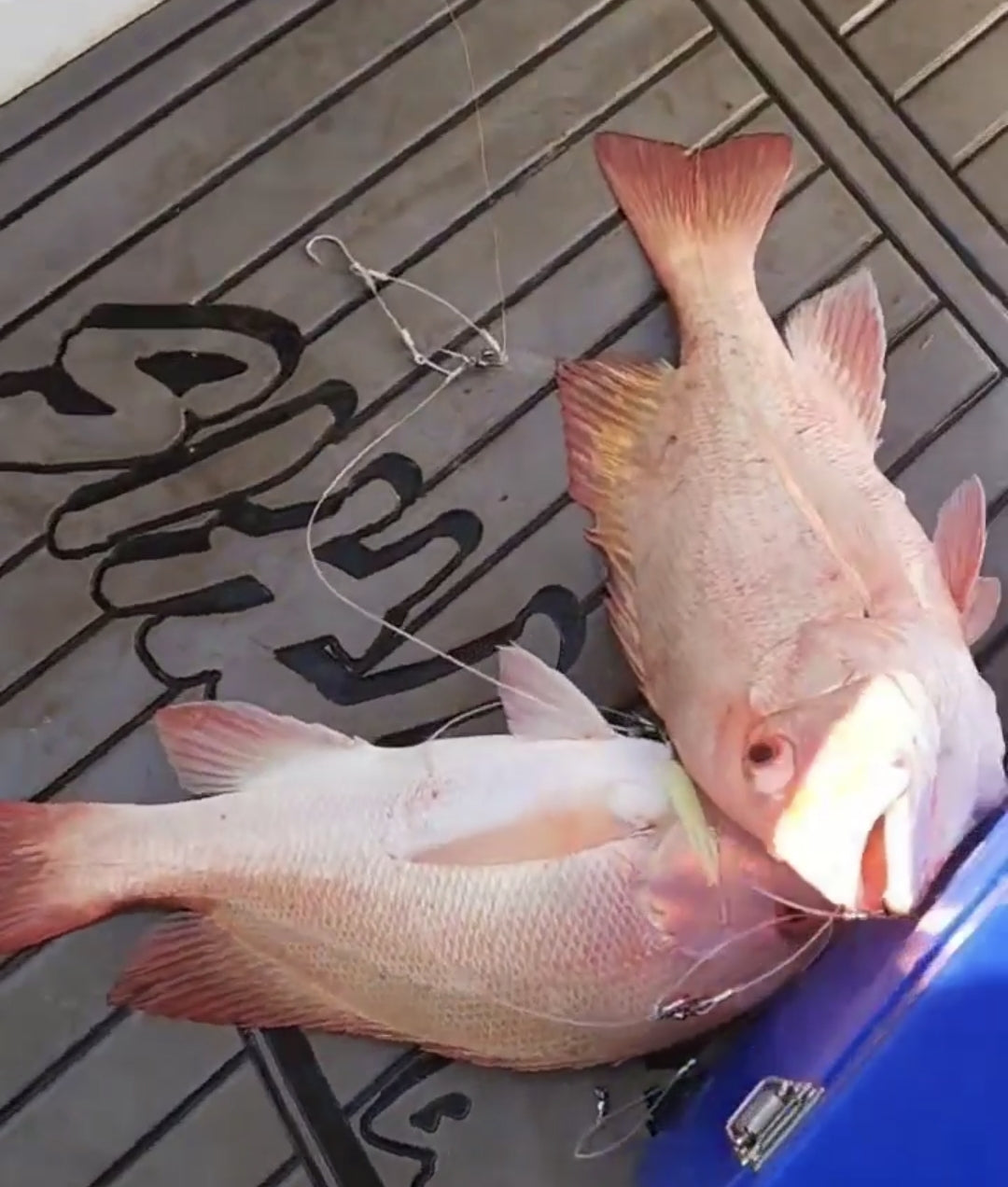 3 Dropper Rigs - J Hook