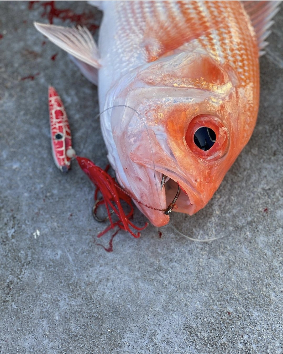 Bacon - 150g (Rigged)