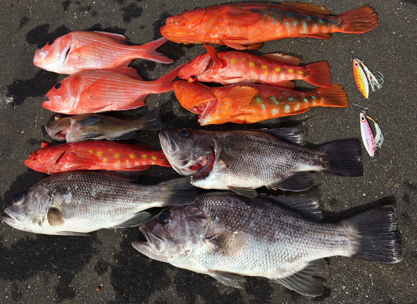 Western Brown (Glow)