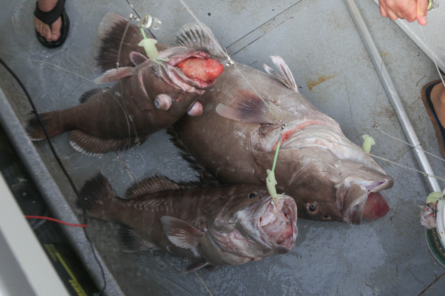 Deep Drop Rigs (16/0, 400lb)