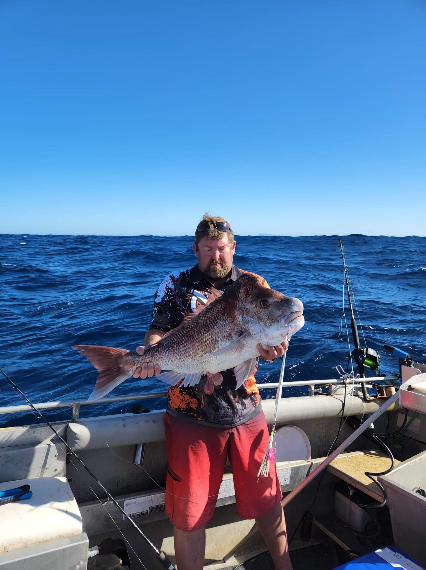 Bearded Dragon - 450g