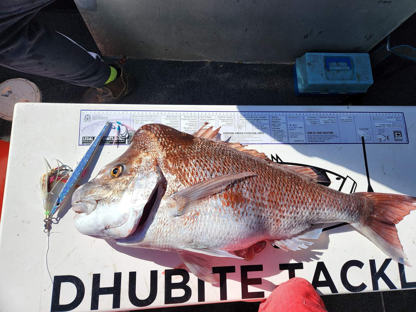 Bearded Dragon - 450g