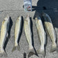 King George Whiting Rigs