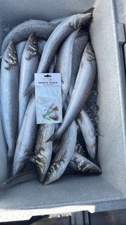 King George Whiting Rigs