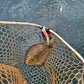 Squid Jigs - size 3.0