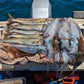King George Whiting Rigs