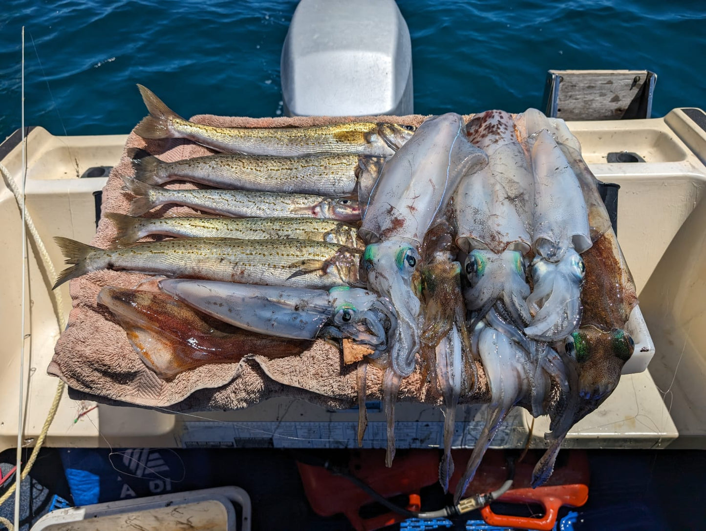 Squid Jigs - size 3.0