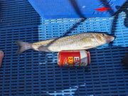 King George Whiting Rigs