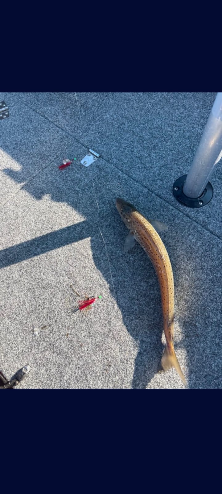 King George Whiting Rigs