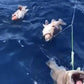Deep Drop Rigs (16/0, 400lb)