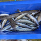 King George Whiting Rigs