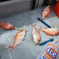 Deep Drop Rigs (16/0, 400lb)
