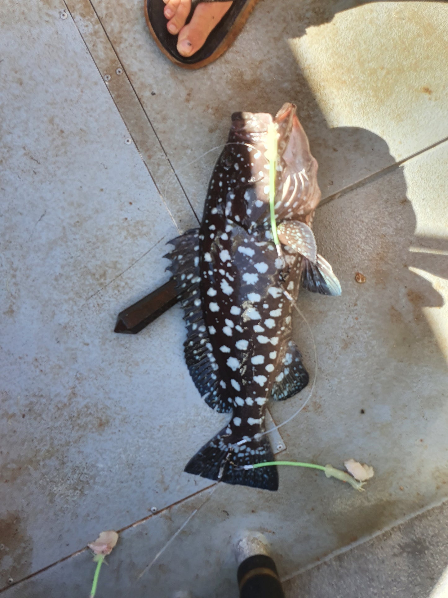 3 Dropper Rigs - J Hook