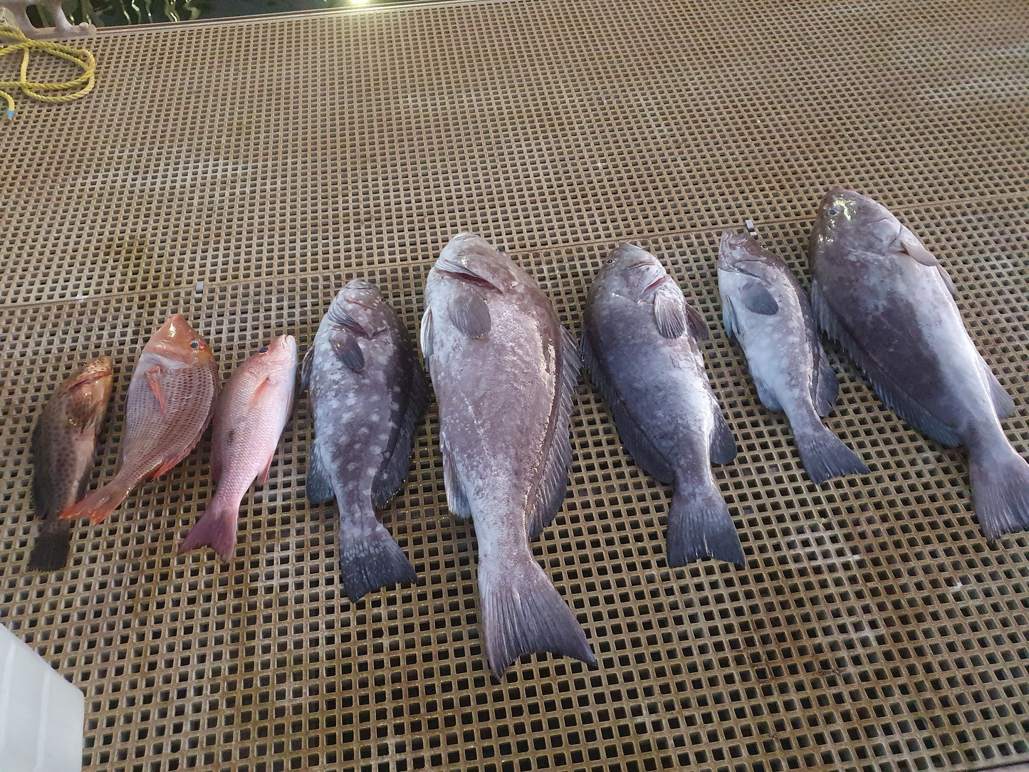 3 Dropper Rigs - J Hook