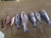 3 Dropper Rigs - J Hook