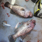 Deep Drop Rigs (16/0, 400lb)