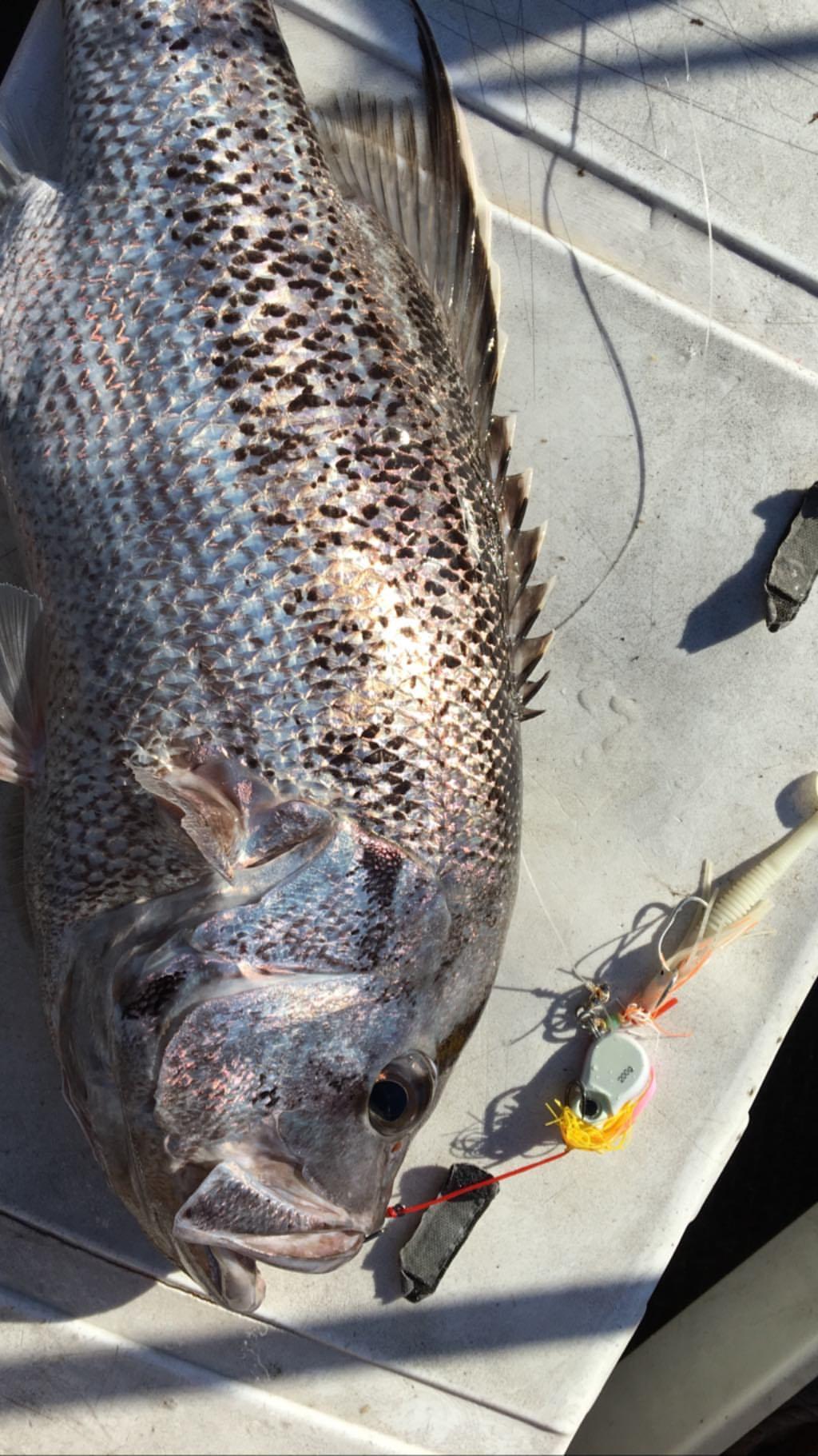 Paddletail (Ribbed) - 22cm, 13cm, 11cm