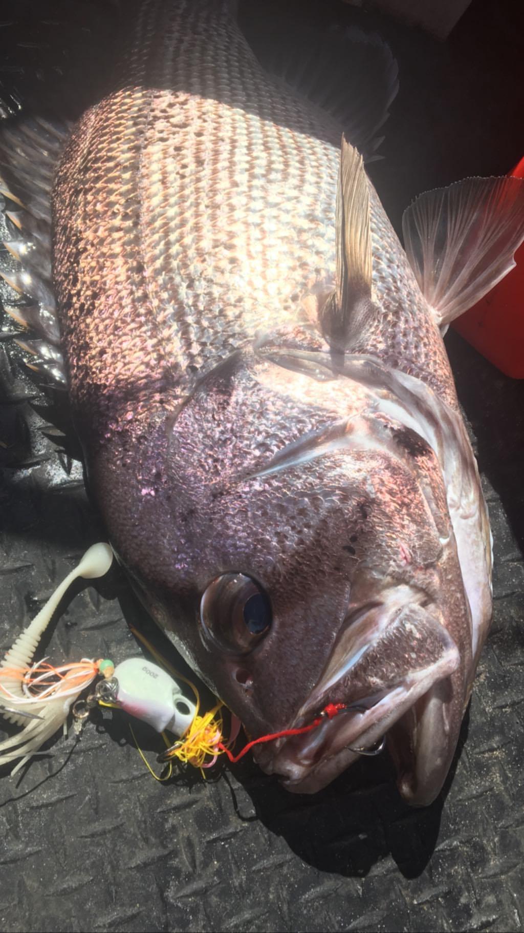 Paddletail (Ribbed) - 22cm, 13cm, 11cm