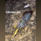 Squid Jigs - size 3.0