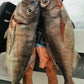 Deep Drop Jigs (600g, 750g, 1000g)