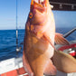 Western Brown (Glow)