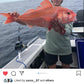 Deep Drop Rigs (16/0, 400lb)