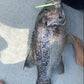 Deep Drop Jigs (600g, 750g, 1000g)