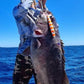 Deep Drop Jigs (600g, 750g, 1000g)