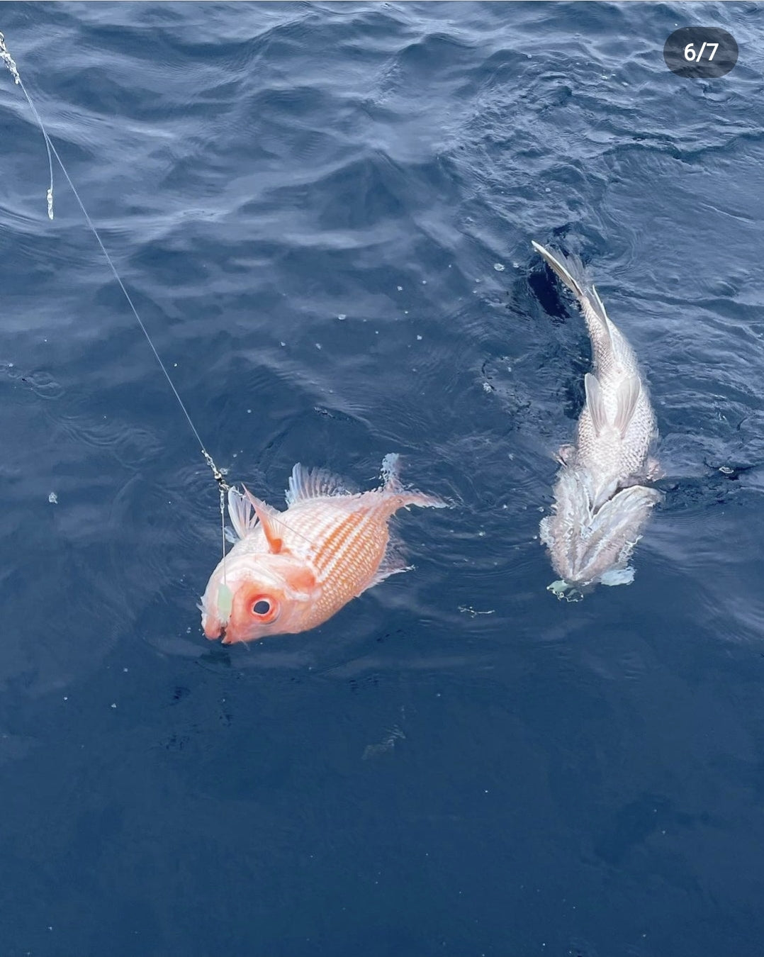 3 Dropper Rigs - J Hook