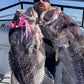 Baited Jig Heads