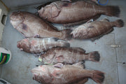 Deep Drop Rigs (16/0, 400lb)