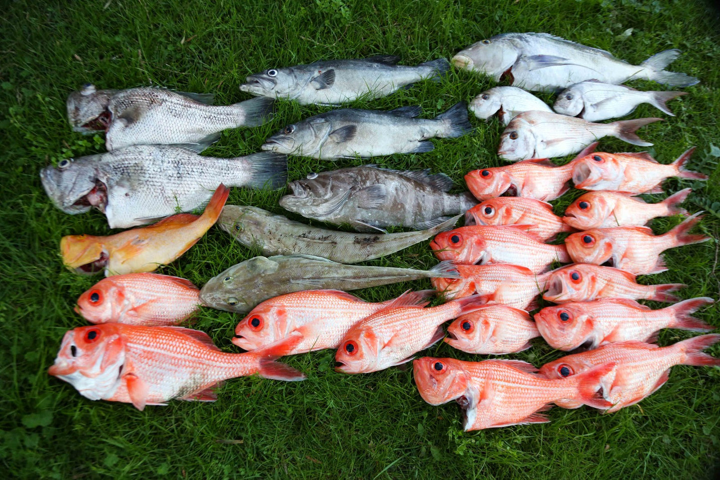 3 Dropper Rigs - J Hook